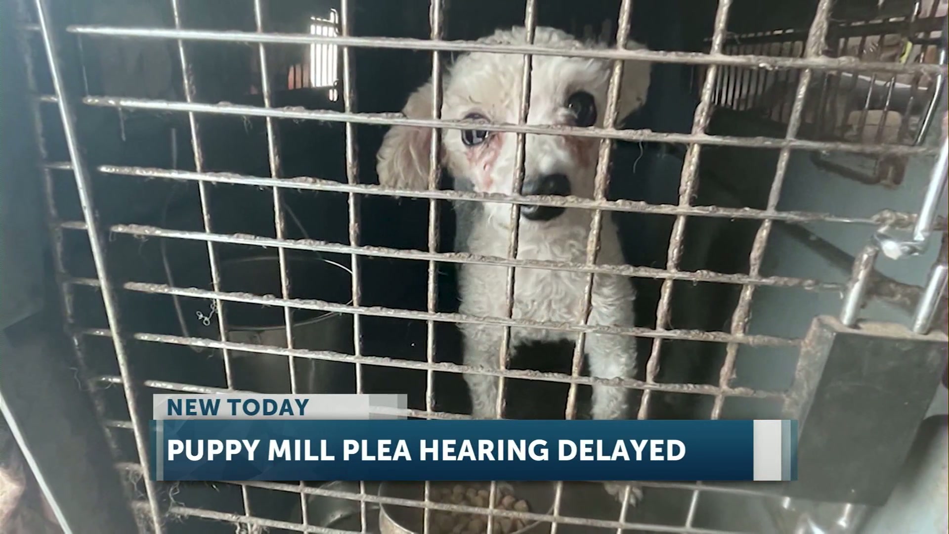 Plea hearing delayed to next month for alleged Alfalfa puppy mill owner facing 50 charges