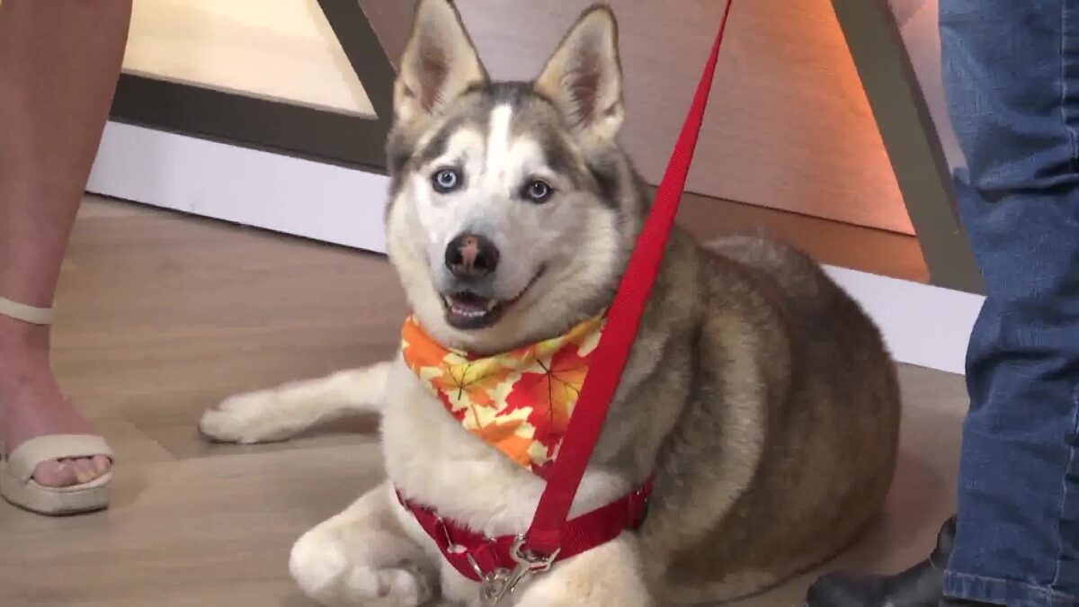 SB Humane Joins The Morning News with the         Po-fect Husky!