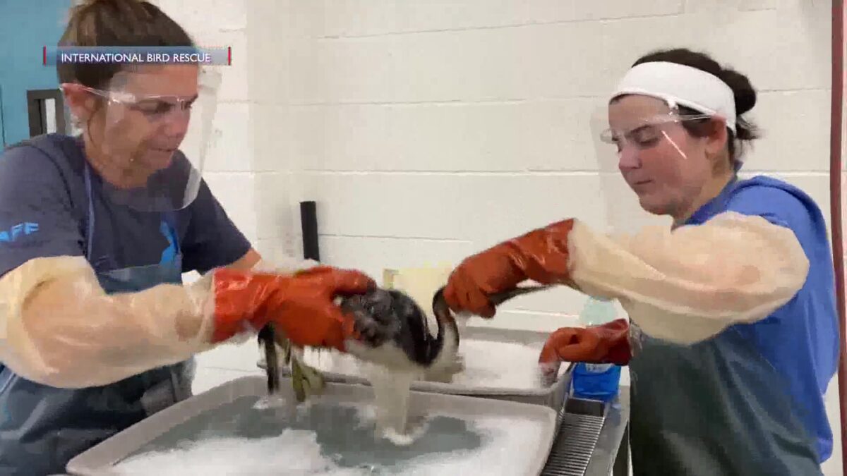 Dozens of Oiled Seabirds Rehabilitated and Released Into The Wild