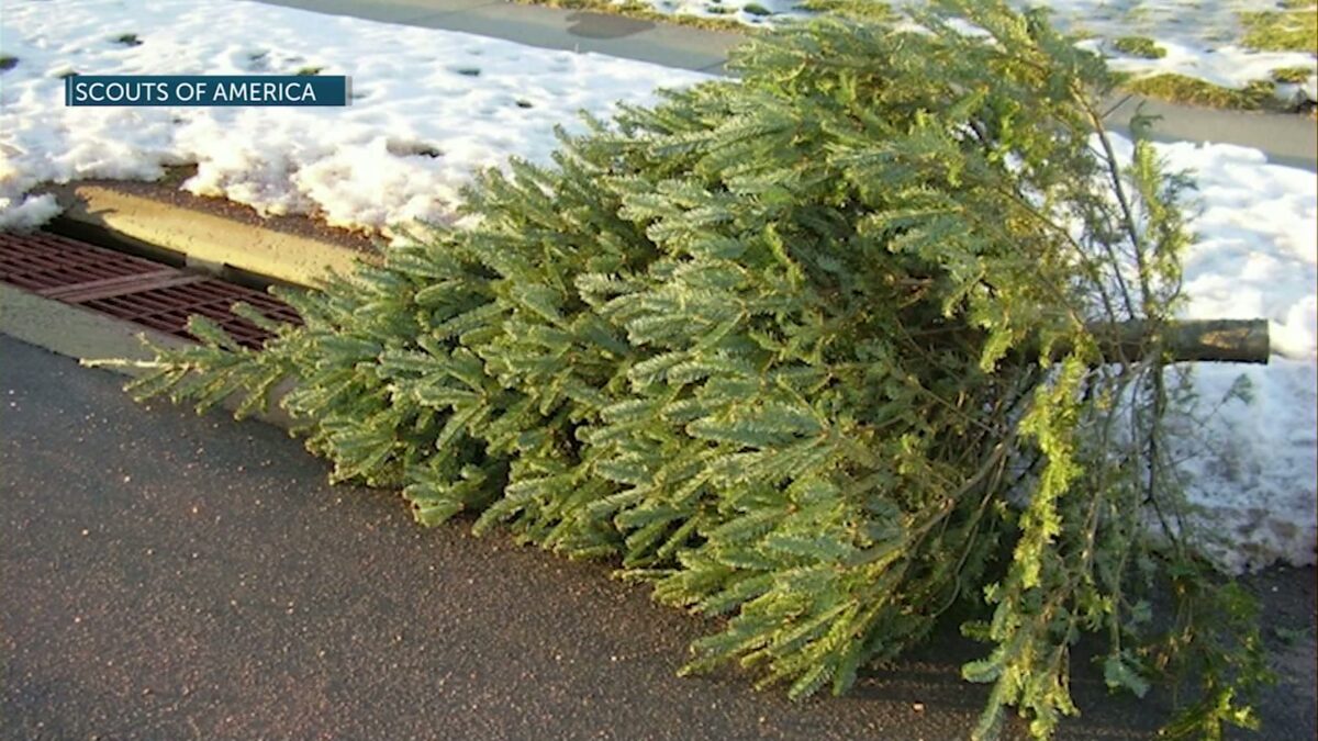 Community Conversations: Scouts of America help Central Oregonians recycle their Christmas trees