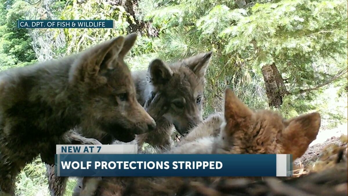 U.S. House votes to delist gray wolves: Bentz in support