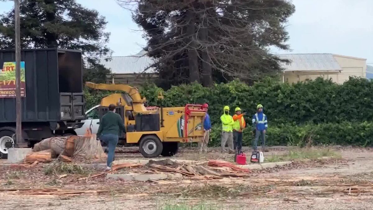 City Halts Tree Cutting at Ventura Monarch Butterfly Habitat