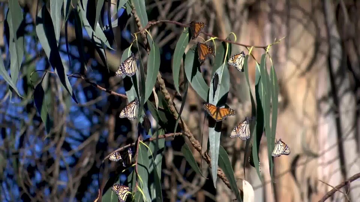 Low number of monarch butterflies recorded for second straight year in Pismo Beach