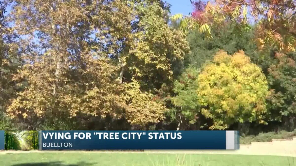 Buellton Spearheading Urban Forestry Efforts For Tree City Designation