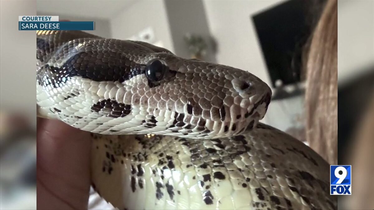 Family needs help finding missing pet snake