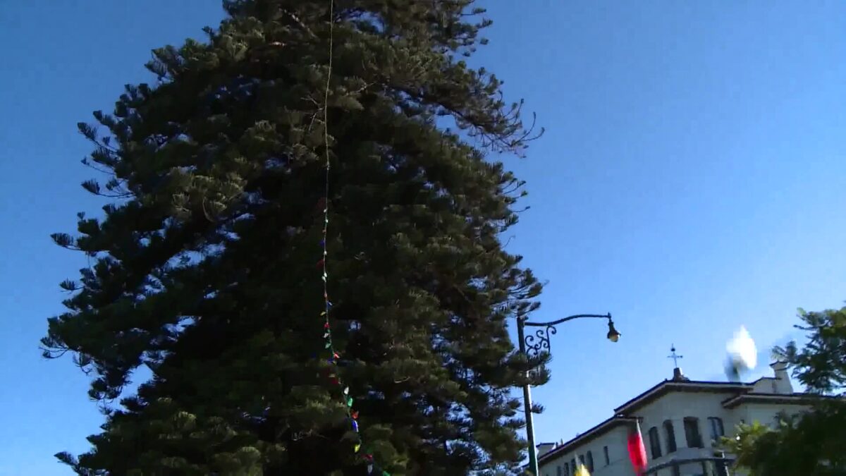 Tree of Light decorated  by volunteer crew