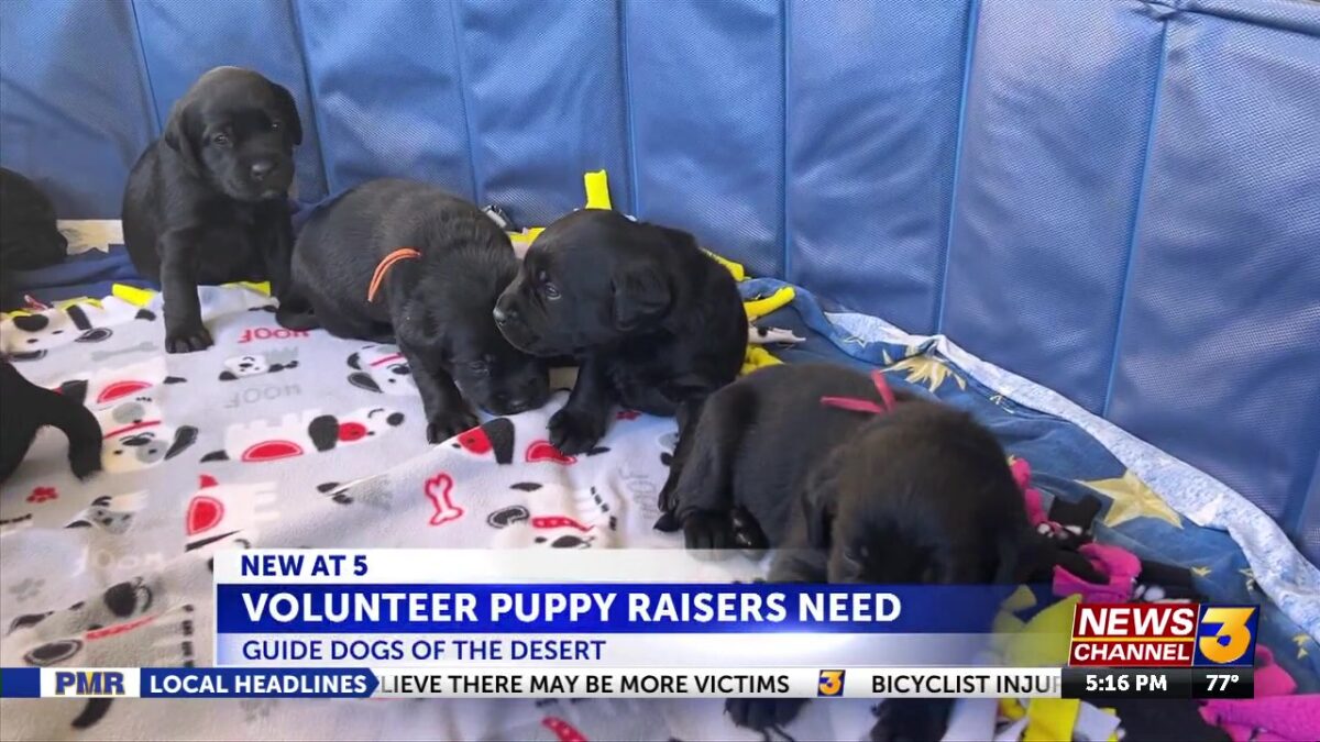 Guide Dogs of the Desert urgently needs volunteer puppy raisers