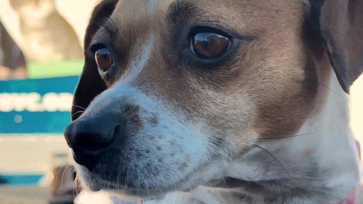 Humane Society Partners With Ventura Housing to Keep Pets With Residents