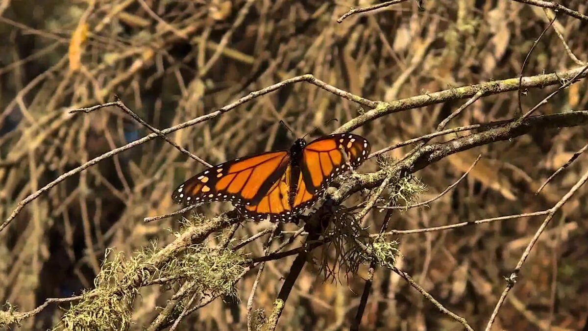 Butterflies Go High Tech in a Race to Save Their Species