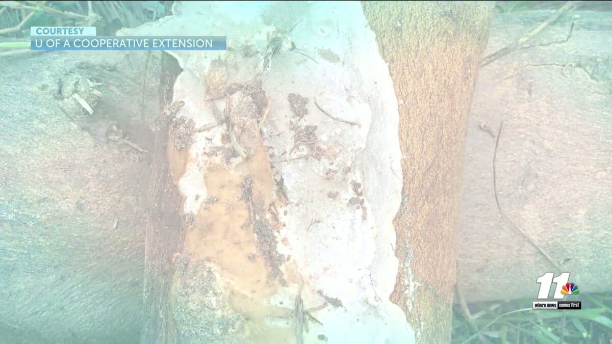 Gearing up for the first ever Yuma Farm Film Festival