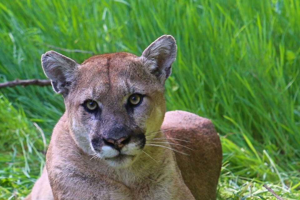 Mountain lion struck by vehicle in Country Club Village on Friday