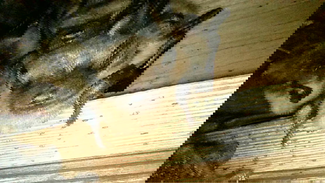 Central Oregon’s Think Wild urges you to ‘BAT-ten down the hatches’ this winter