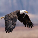 Loess Bluffs shatters record for most bald eagles observed in one day with 1