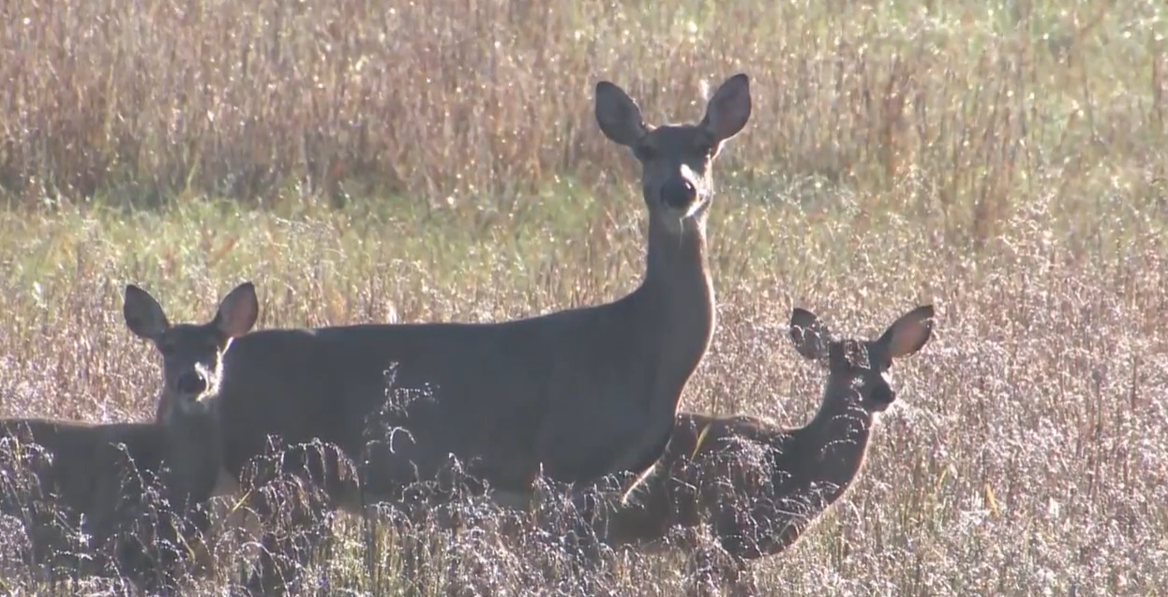 Total deer hunted in Missouri up nearly 10% from last year