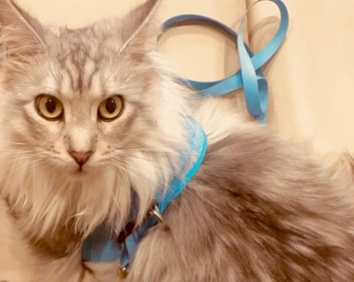 Santa Barbara Humane Clears Up Cat Declawing Law Confusion