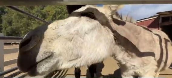 Ranchers in Chino Hills are voicing their frustrations over the potential dangers facing an animal sanctuary after a viral social media video led to a sudden explosion in popularity for the hiking trail nearby.