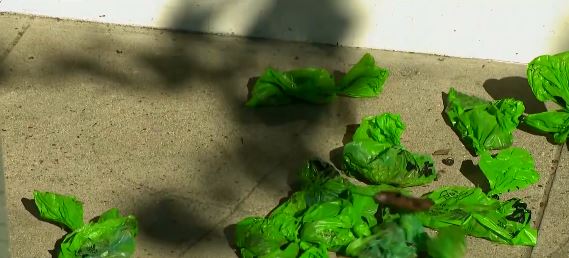 An LGBTQ youth center in Bell has been dealing with a man who has been throwing bags of dog poop at their building for months