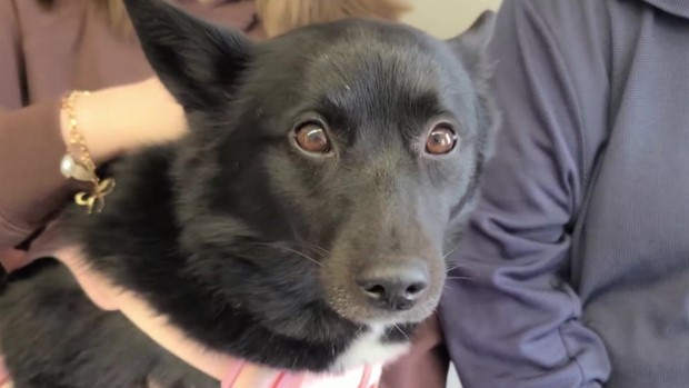 A dog missing for six days during a snowstorm and sub-zero temperatures was reunited with her owners after first responders rescued her from under a train trestle in Beaver County.
