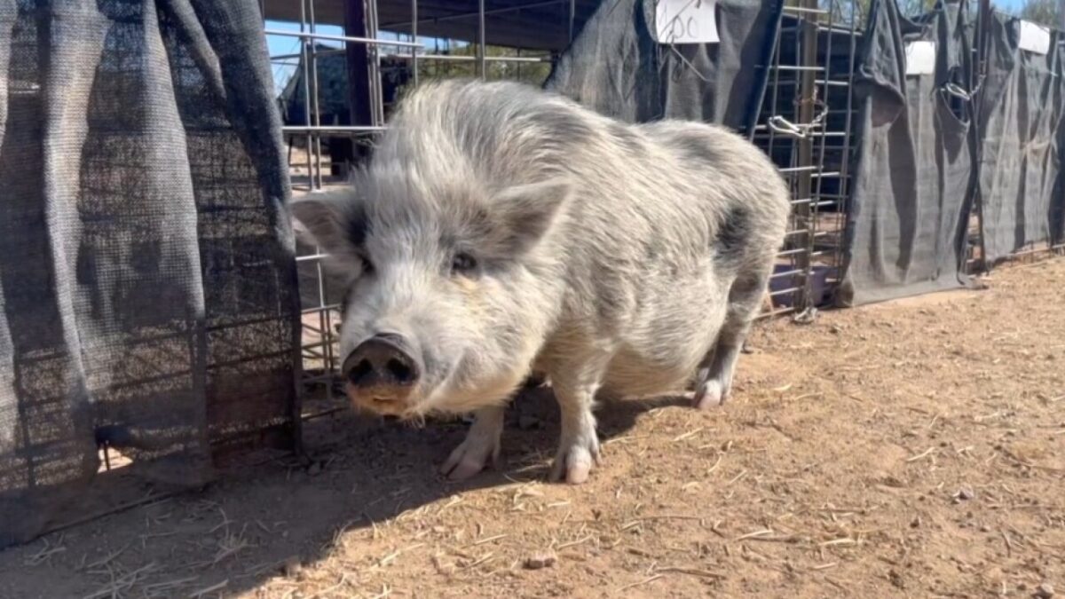 The Ironwood Pig Sanctuary in Marana is looking for an animal caretaker to provide care for its rescued residents. According to a social media post on the sanctuary's Facebook page