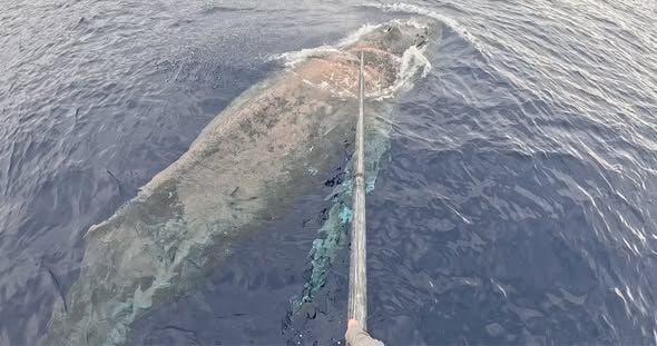 NOAA is asking Hawaii’s on-water community to keep a close eye out for an entangled humpback whale spotted off Lahaina