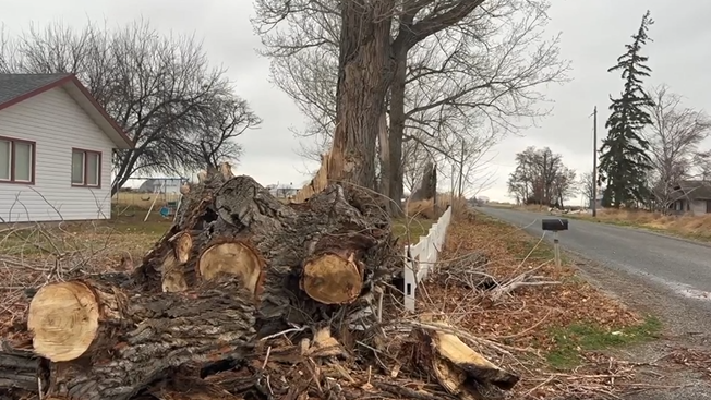 Two days before the tree accident