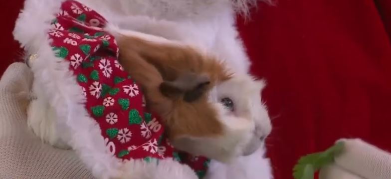 An anonymous couple surprised the Santa Fe Animal Shelter & Humane Society with a $100