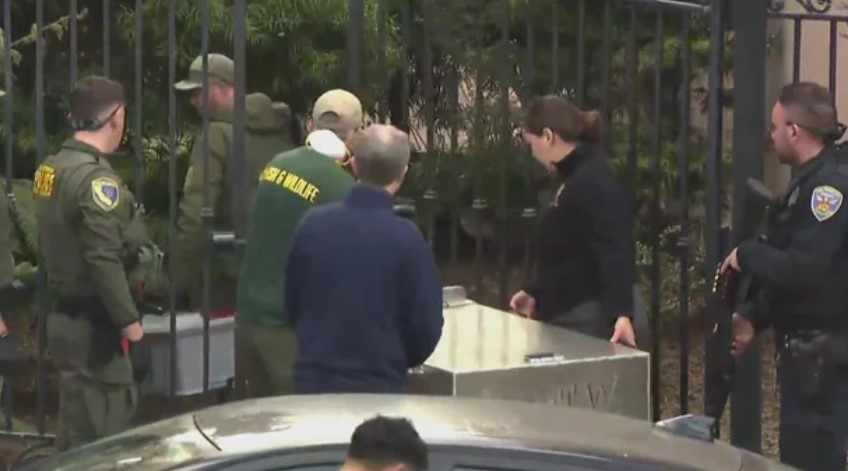 A mountain lion recently spotted in San Francisco's Pacific Heights has been captured Tuesday