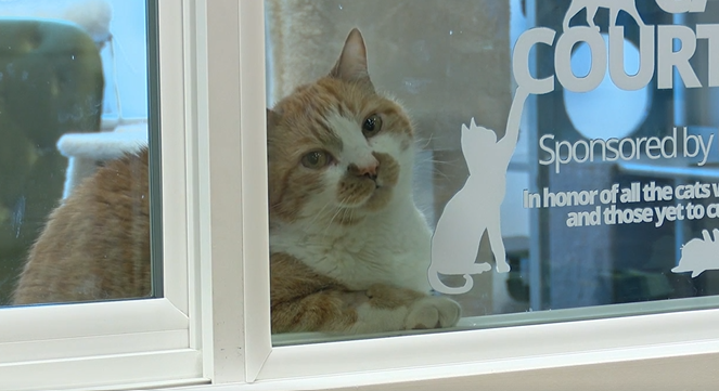 Kristina Pulsipher is the co-executive director and co-founder of Ruff Haven. She said a few weeks ago