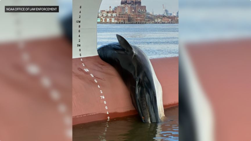 The Marine Mammal Stranding Center is investigating the death of a whale found caught on a ship's bow in Camden County