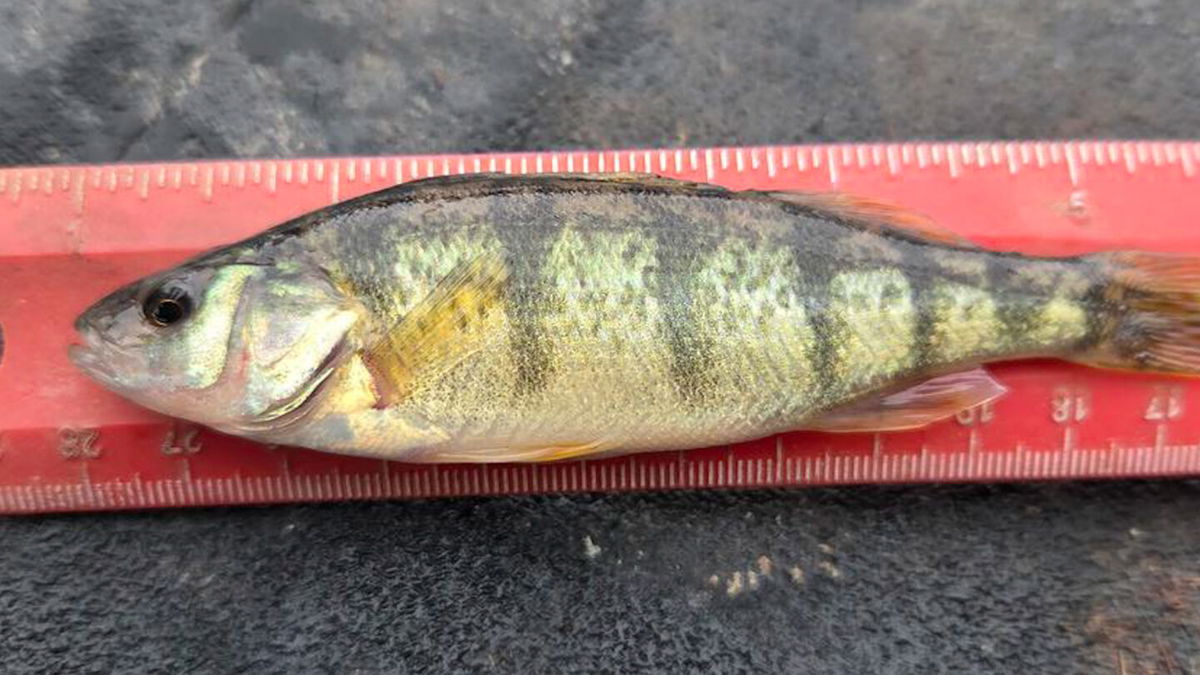 Illegally stocked Perch triggers alarm at Island Park Reservoir