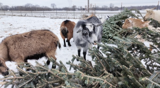 Eating the trees is also good for the goats