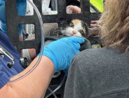 The firefighters removed the grate along with kitten
