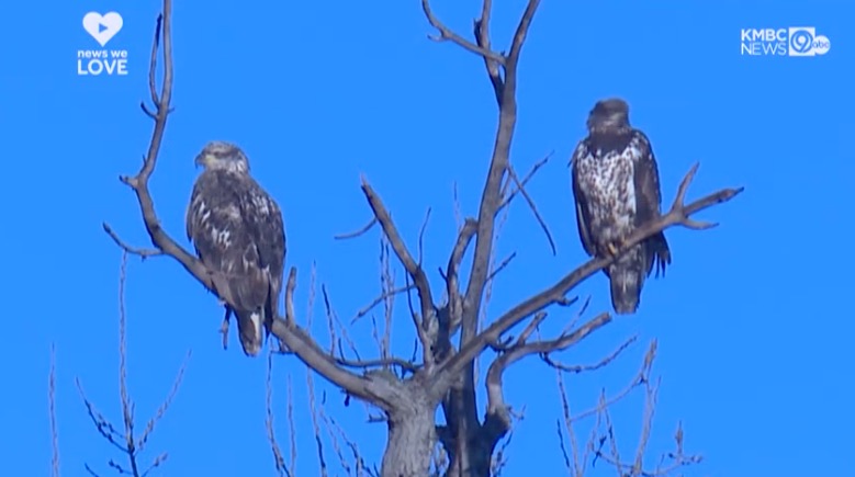 Missouri is one of the best-known states for wintering eagles