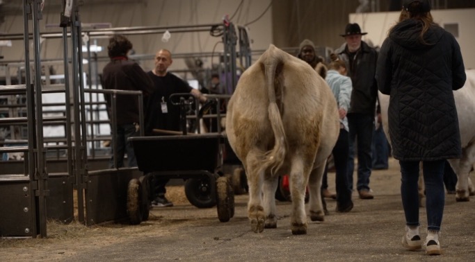 Organizers of the National Western Stock Show say they have sharply reduced the event’s animal bedding waste by changing how stalls are bedded and by recycling the material into compost sold locally.