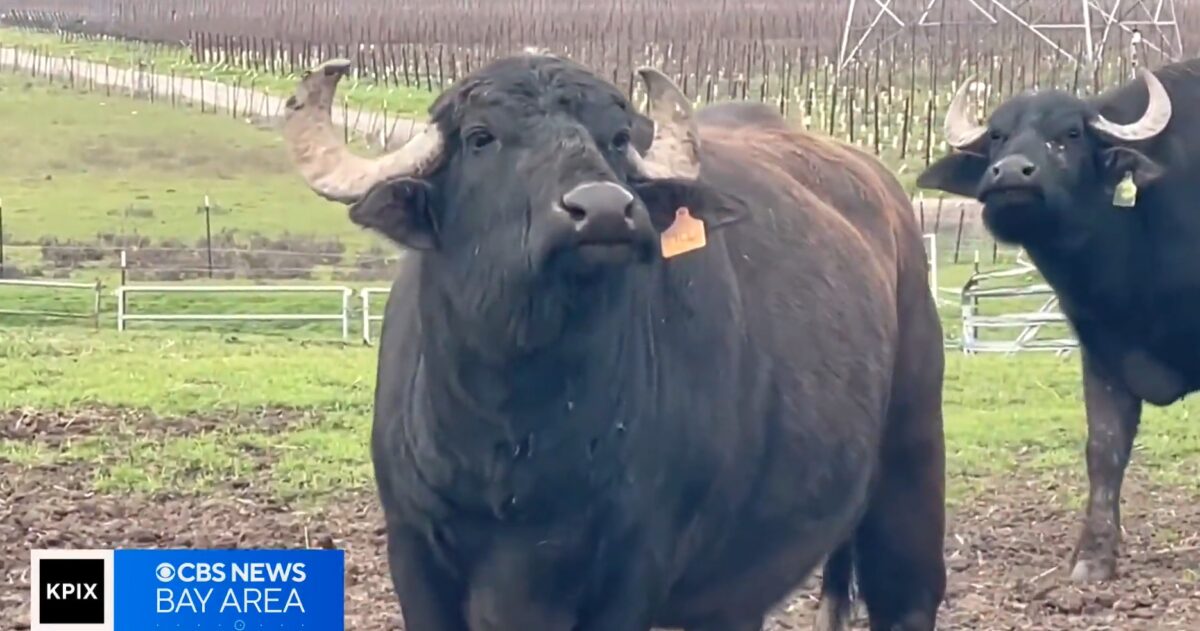 Hitchcock owns Ramini Mozzarella