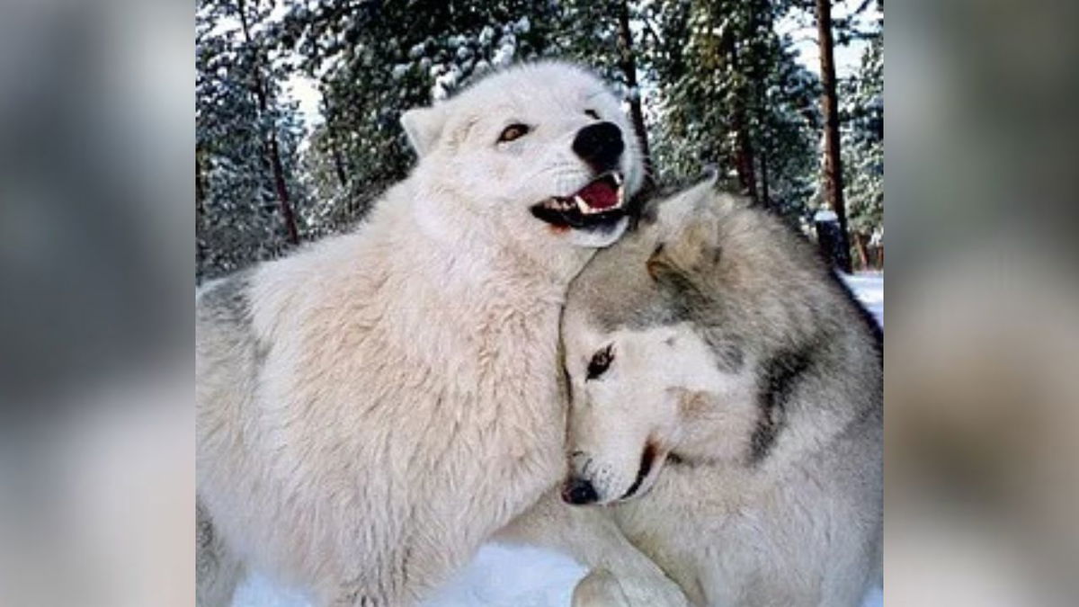 Don’t spend your Valentine’s Day in the dog house. Treat your loved one to a day with wolves