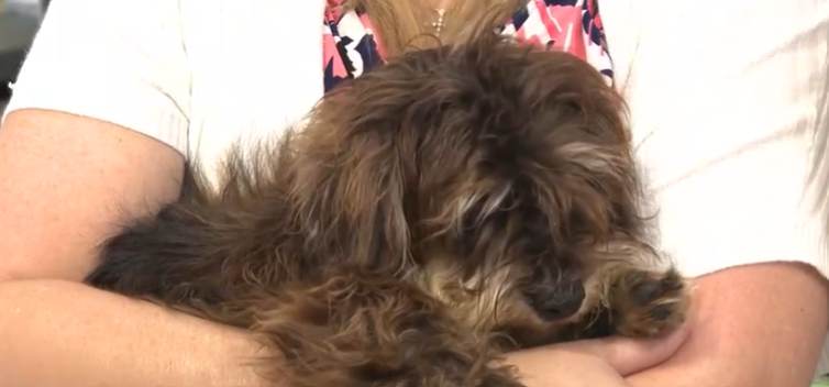 The Yorkie and Yorkie mixes were recovered from a home in the 200 block of Baybury Lane after human remains of what is believed to be Carol Ryan were found in the backyard.