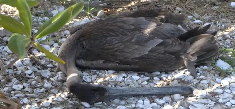 Florida Fish and Wildlife Conservation Commission officials are investigating the deaths of three pelicans found this week at Bat House Park on Matlacha
