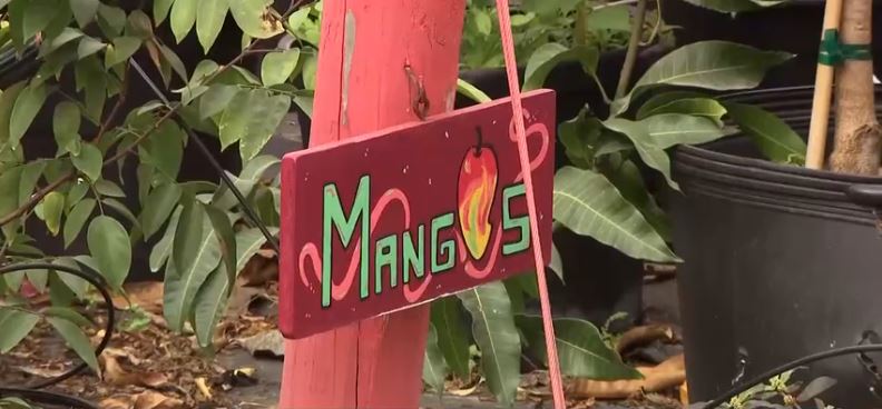 A stretch of cold weather moving into Southwest Florida has farmers watching the forecast closely