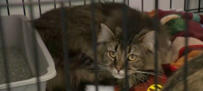 A Long Island woman has been charged after officials say more than 100 cats were rescued from deplorable conditions at her West Islip home.