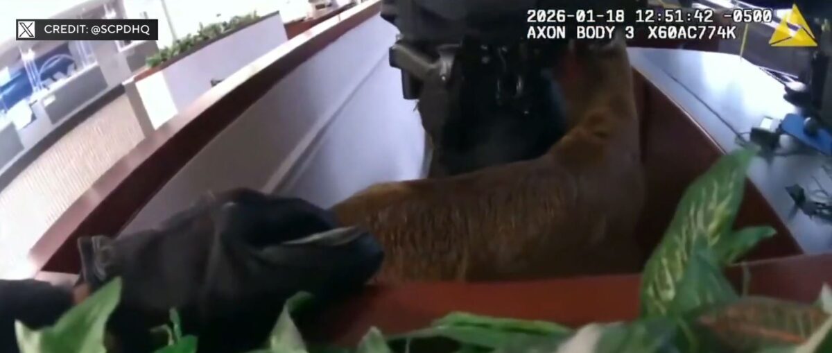 A dramatic video from police on Long Island shows a deer smashing through a bank's window and running loose as officers try to wrangle it in.