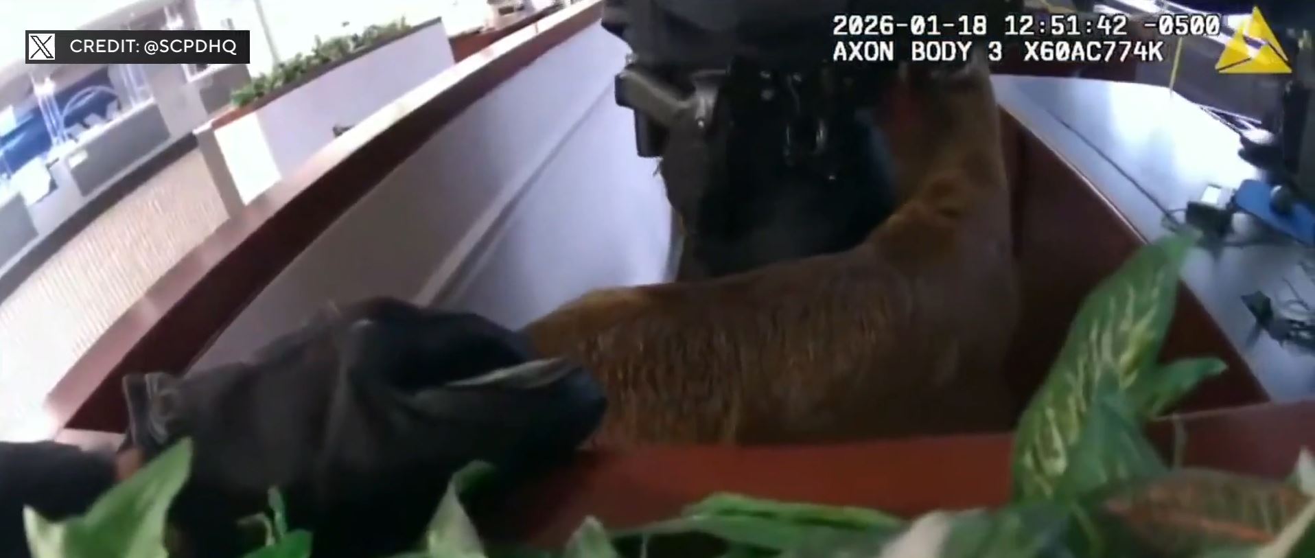 A dramatic video from police on Long Island shows a deer smashing through a bank's window and running loose as officers try to wrangle it in.