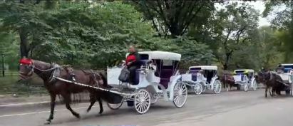 A carriage horse in New York City crashed into multiple vehicles after bolting out of Central Park. Video shows the horse trotting through the street and hitting a taxi.