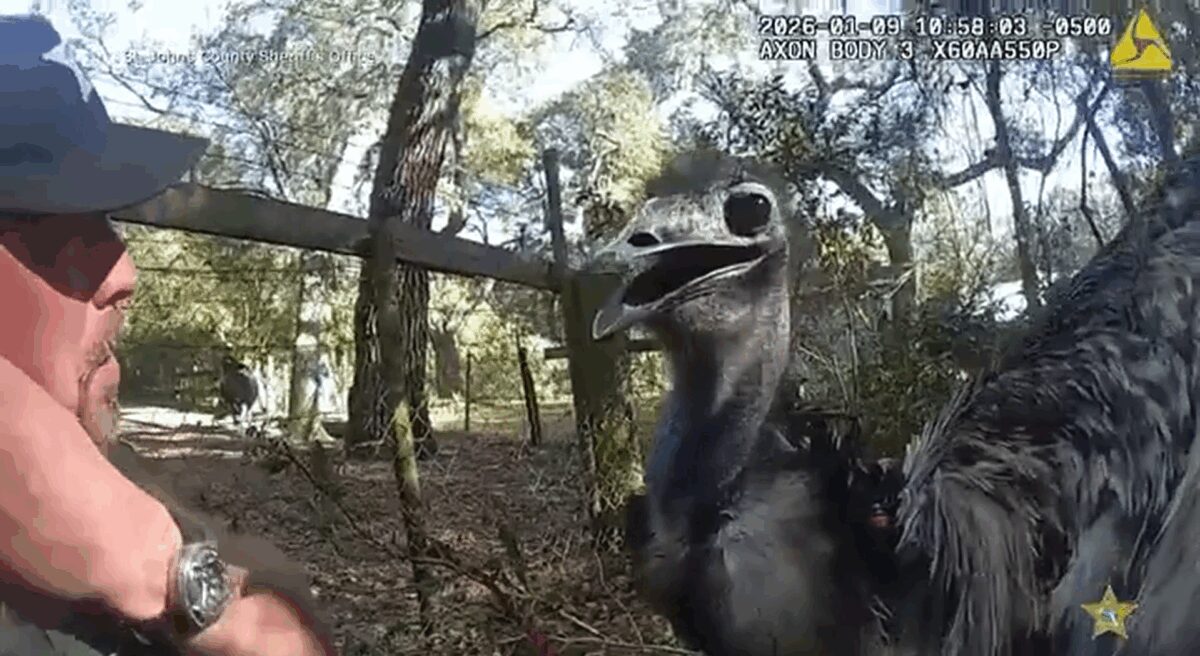 SJCO Cpl. Keisler's bodycam  captured the moments he apprehended an emu.