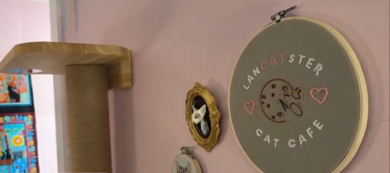 The Lancatster Cat Cafe is staying open during a national no-buy protest against ICE
