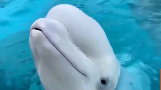 Despite talks of euthanasia and 15 months of living inside a closed amusement park