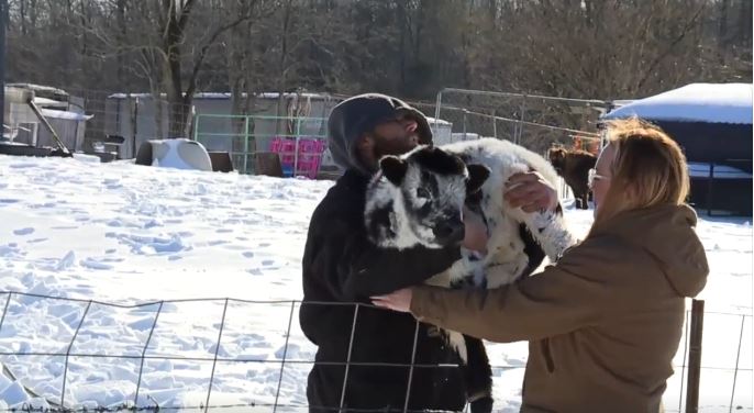 Just days after a barn collapse trapped several animals at Hannimal Farm