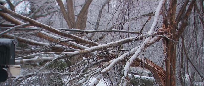 The sounds were unmistakable – the sharp crack of ice-covered branches followed by thunderous crashes as entire trees succumbed to the weight of freezing rain. In Westhaven