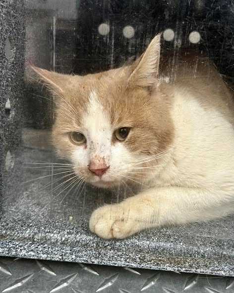 CAT-astrophe averted! Guilford County Animal Services sprang into action after a cat got stuck on top of a building with a Doritos bag on top of his head.