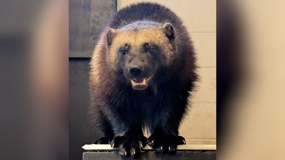 Zoo Boise welcomes rare Wolverine as latest addition